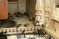 老鼠類繁殖及生活習性