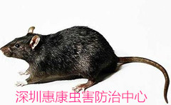 老鼠危害造成經(jīng)濟損失