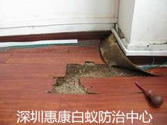 無(wú)牙老虎---白蟻