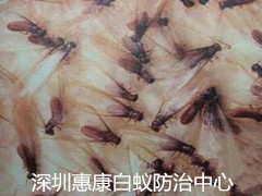 下雨飛進(jìn)來(lái)的蟲(chóng)子,白蟻紛飛怎么辦