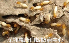 入秋切實(shí)做好白蟻防治工作