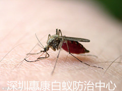 蚊子可以傳播很多病毒