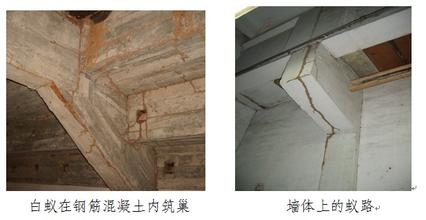 容易造成房屋建筑白蟻危害的因素