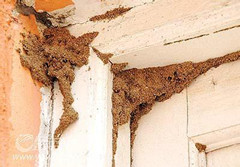 每年的4-7月份白蟻紛飛期