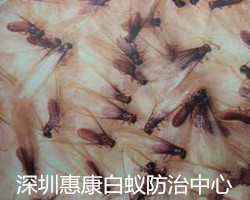 白蟻危害的擴(kuò)散轉(zhuǎn)播途徑