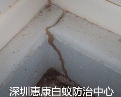 白蟻危害的擴(kuò)散轉(zhuǎn)播途徑