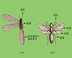 白蟻與螞蟻有什么區(qū)別