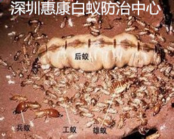 強(qiáng)大的白蟻王國(guó)的內(nèi)部結(jié)構(gòu)