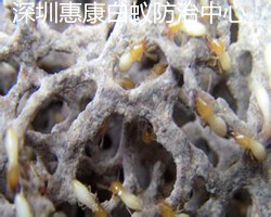 強(qiáng)大的白蟻王國(guó)的內(nèi)部結(jié)構(gòu)