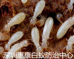 深圳白蟻公司解說白蟻生活