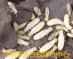 深圳白蟻公司解說白蟻生活