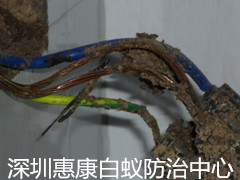 ρM(jn)߷(hu)ʳľ|(zh)