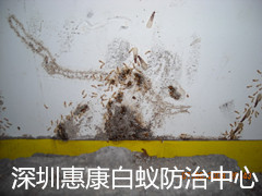 ρM(jn)߷(hu)ʳľ|(zh)