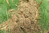 白蟻 巢穴 白蟻 巢穴
