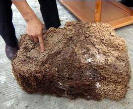 白蟻的蟻巢形狀與特征