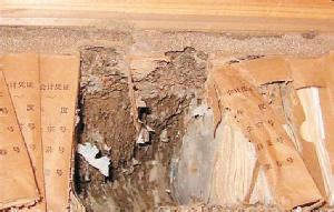 白蟻危害跡象時的處理方法