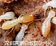 發(fā)現(xiàn)白蟻危害跡象時(shí)的處理方法