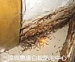 深圳白蟻公司教你認(rèn)識(shí)白蟻